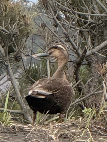 Eastern Spot-billed Duck