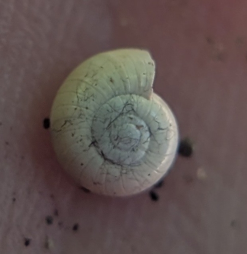 Glyphyalinia indentata, 2026-06-20