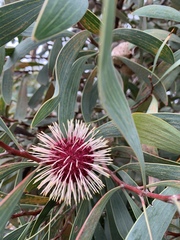 Hakea laurina