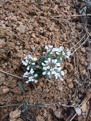 Noccaea fendleri