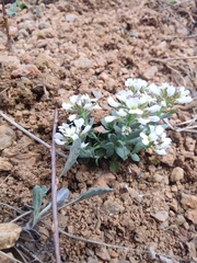 Noccaea fendleri