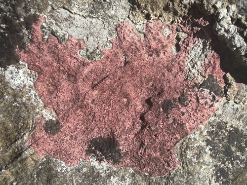 Purple Pitted-stone Lichen