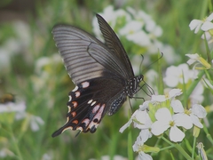 Papilio polytes