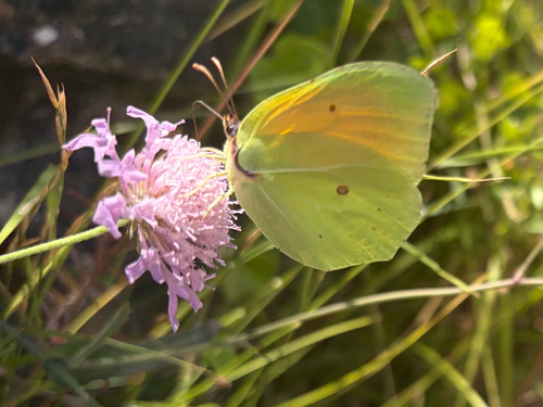 Cleopatra Butterfly