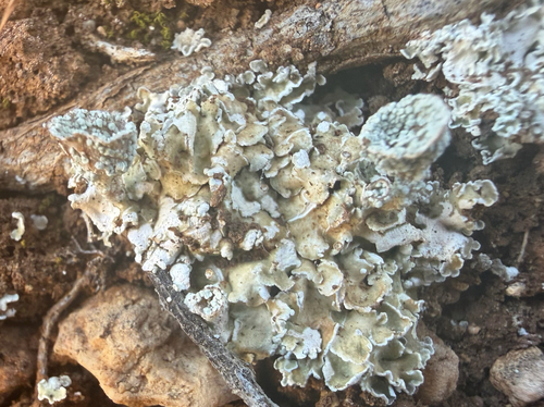Rosette Pixie-cup Lichen