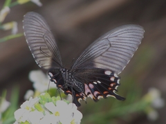 Papilio polytes