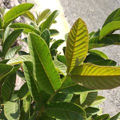 Psidium guajava