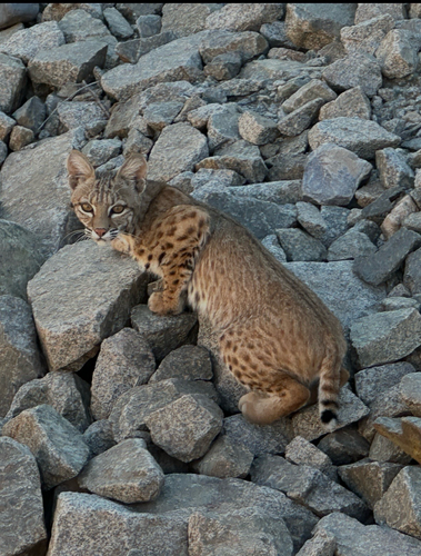 Bobcat