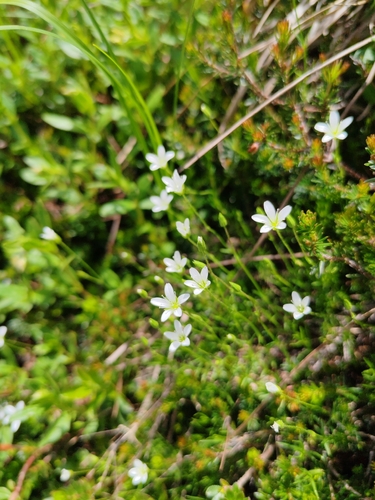 Sabulina austriaca, photograph 3