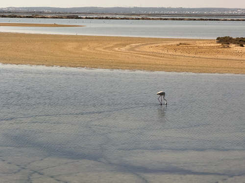 Greater Flamingo