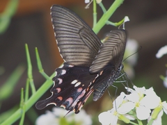Papilio polytes