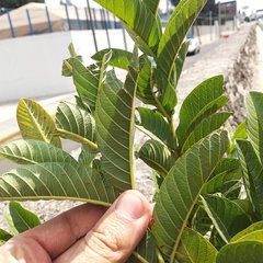 Psidium guajava