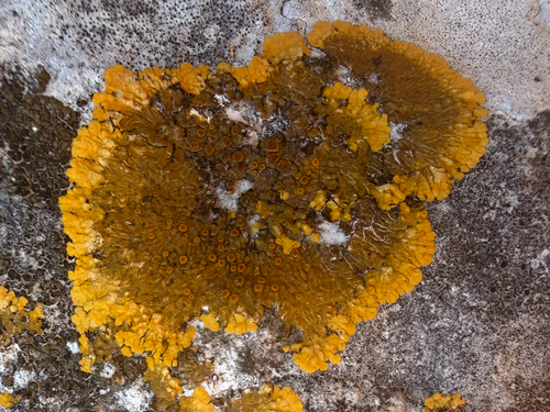 Variospora aurantia