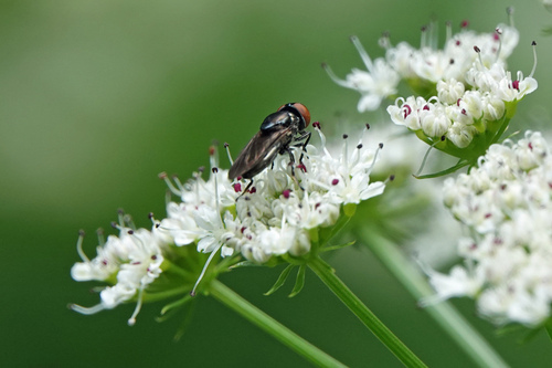 Dark-winged Chrysogaster photo 5