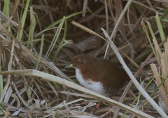 Laterallus leucopyrrhus