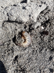 Pericoptus