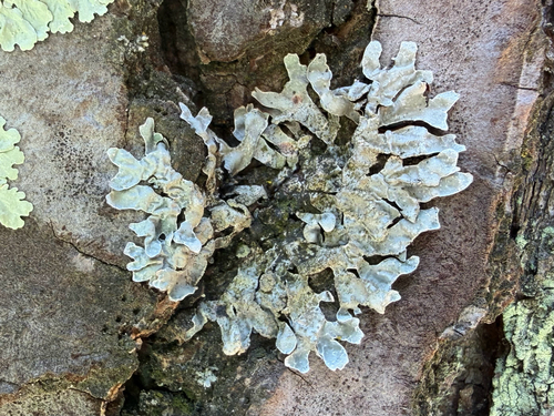 Netted shield lichen