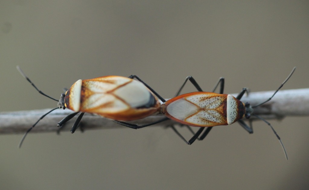 Largus trochanterus