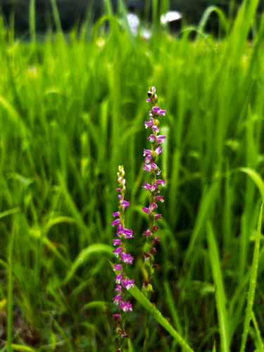 austral ladies'-tresses