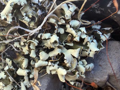 Cladonia foliacea