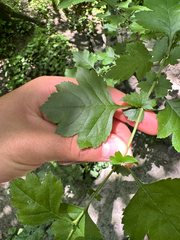 Crataegus rhipidophylla, photograph (c) Dawid Juszczak, some rights reserved (CC BY)