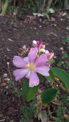 Pereskia grandifolia