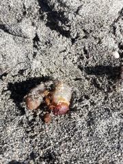 Pericoptus