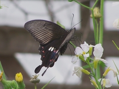 Papilio polytes