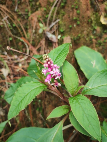 Phytolacca rugosa, photograph 5