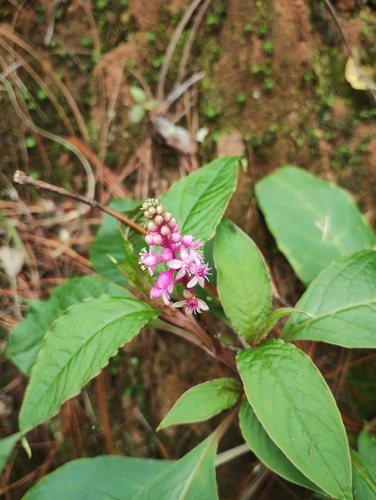 Phytolacca rugosa, photograph 6