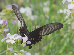 Papilio polytes