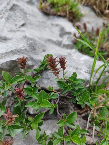 Salix alpina, photograph 5