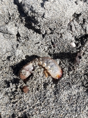 Pericoptus