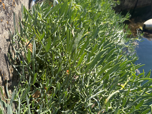 rock samphire