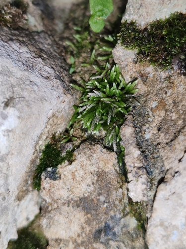 Plagiobryum zieri, 2026-06-25