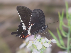 Papilio polytes