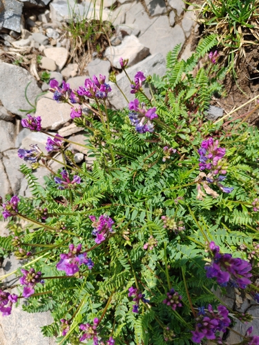 Oxytropis neglecta, photograph 2