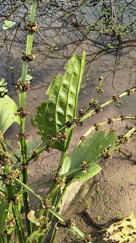 Aquarius palifolius, photograph 2