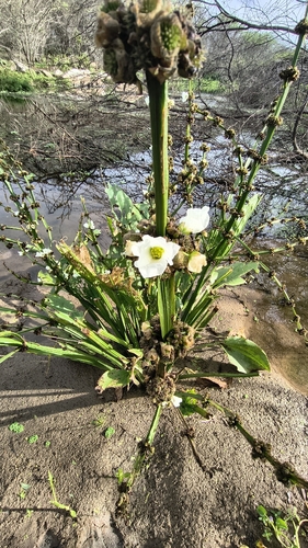 Aquarius palifolius, photograph 3