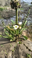 Aquarius palifolius, photograph Matthew Berigan, CC0, iNaturalist via GBIF