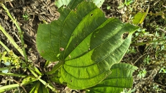 Aquarius palifolius, photograph Matthew Berigan, CC0, iNaturalist via GBIF