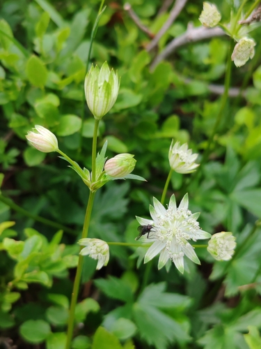 Astrantia bavarica, photograph 2