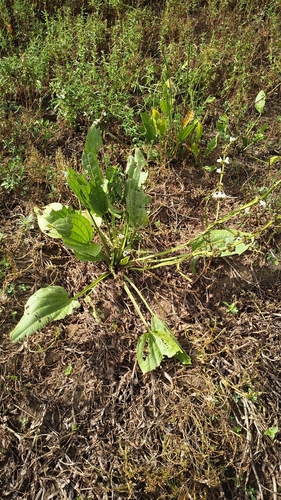 Aquarius palifolius, photograph 5