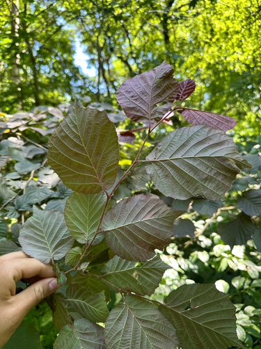 Corylus maxima, photograph 3