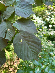 Corylus maxima, photograph (c) Dawid Juszczak, some rights reserved (CC BY)