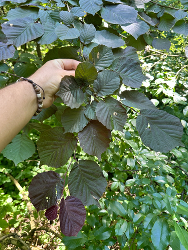 Corylus maxima, photograph 1