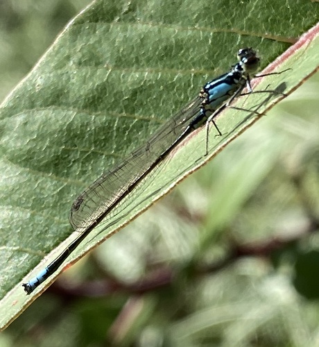 iNaturalist observation photo of Pacific Forktail