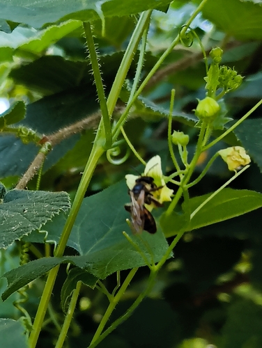 Bryony Mining Bee