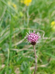Homogyne discolor, photograph (c) Ljaž, some rights reserved (CC BY)