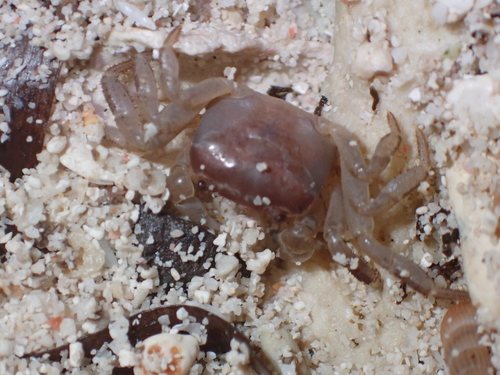 Cyclograpsus integer observed 2026-06-23